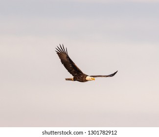 Mature Bald Eagle At Blackwater National Wildlife Refuge