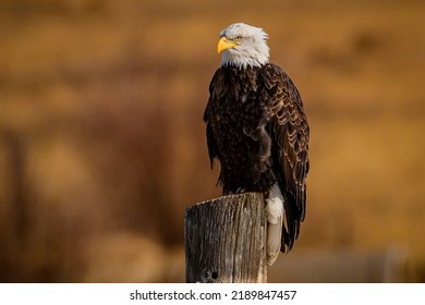 A Mature Bald Eagle Rests On A Post Near The Wild Animal Sanctuary In Keenesburg, Colorado 