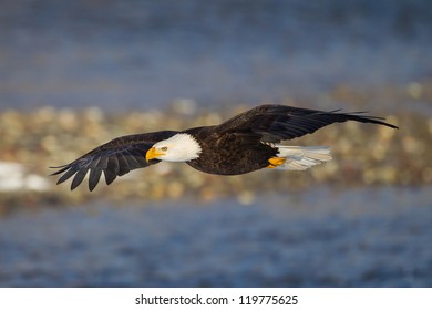 Mature Bald Eagle Soaring In Air Over Water