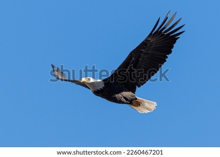 A mature bald eagle soars against the backdrop of a clear blue sky
