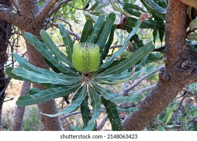 Mature Banksia Flower (Lehmanniana) Australian Native Flora