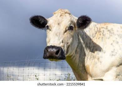 Mature Beef Cow, White Face Looking, Black Nose, And Ears, Barbed Wire Fence And A Blue Sky