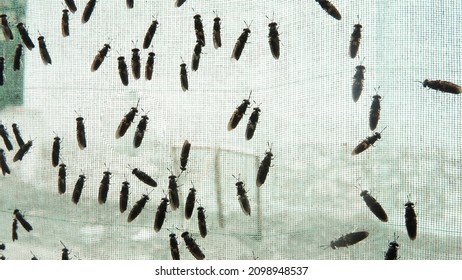 The Mature Black Soldier Fly (Hermetia Illucens) In The Insect Farm