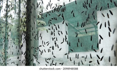 The Mature Black Soldier Fly (Hermetia Illucens) In The Insect Farm