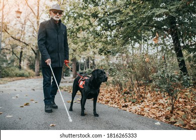 Mature Blind Man With A Long White Cane Walking In Park With His Guide Dog. 