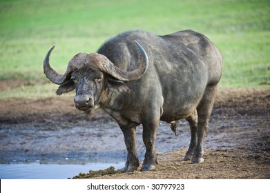 kantsten Remission liner African Water Buffalo Images, Stock Photos & Vectors | Shutterstock