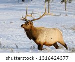 Mature bull elk with antlers walking in deep snow at Blacktail Deer Plateau Yellowstone National Park