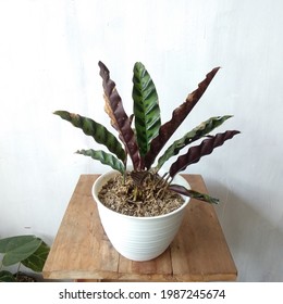 Mature Calathea Lancifolia On Pot