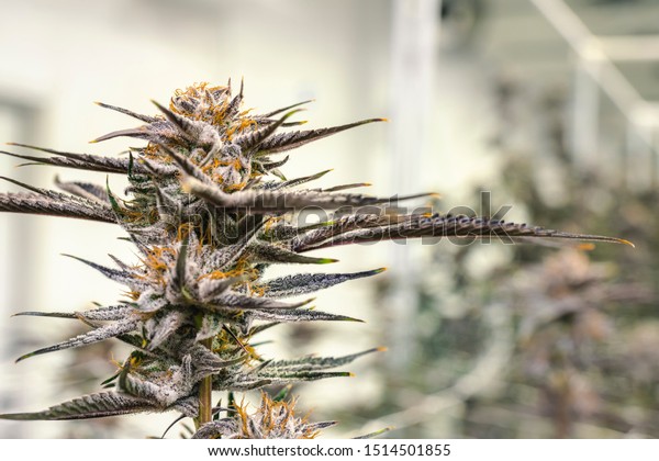 Mature Cannabis Plant Bud Colorful Orange Stock Photo Edit Now