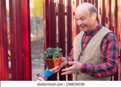 Mature Caucasian Man Is Happy To Receive A Gift From Neighbor. New Plant In A Pot.