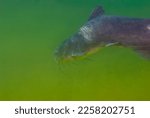 A mature channel catfish Ictalurus punctatus showing how aged it as it swims over the bottom