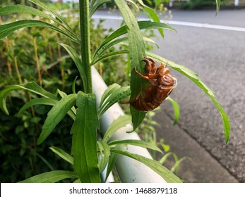 A Mature Cicada Nymphs Emerge From Underground  Before Transforming To Adult. Cicadas Life Cycle.