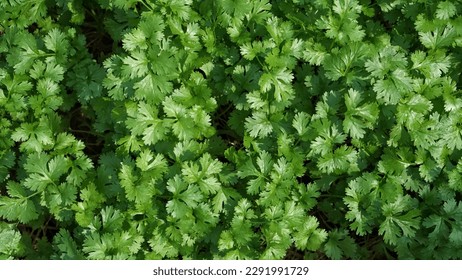 Mature cilantro with fresh green leaves