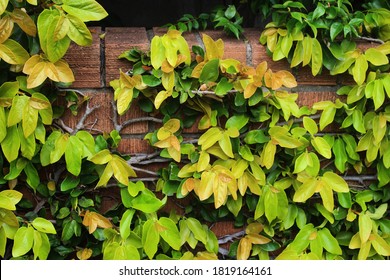 A Mature Climbing Fig Clinging To A Brick Wall. Ficus Pumila