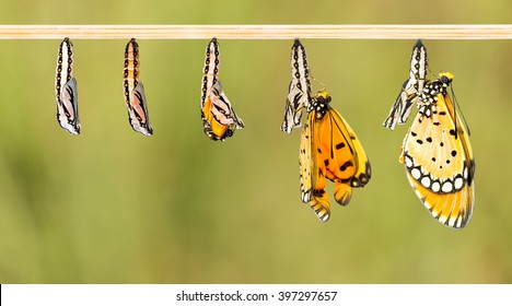 Mature Cocoon Transform To Tawny Coster Butterfly With Clipping Path 