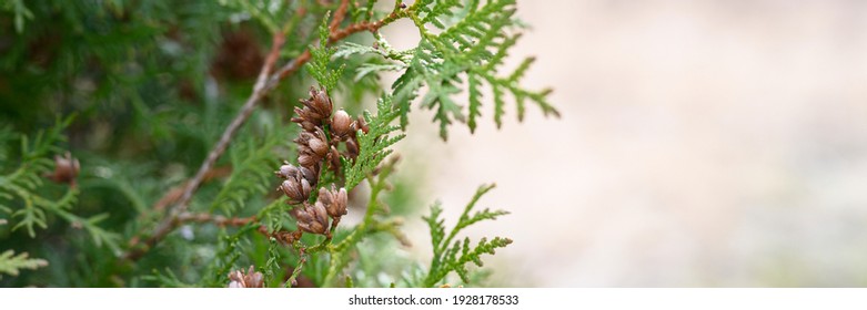 Orientali Arborvitae On Green Background Imagenes Fotos De Stock Y Vectores Shutterstock