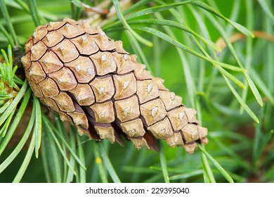 Mature Conifer Cone Of The Scots Or Scotch Pine Pinus Sylvestris In Evergreen Coniferous Forest Growing In Pomerania, Poland.  