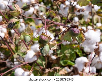 Cotton field aerial Stock Photos, Images & Photography | Shutterstock