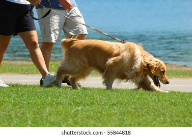 A Mature Couple Walking The Dog In The Park On A Sunny Day