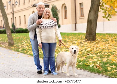 Mature Couple Walking Their Dog In Park