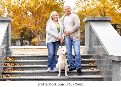 Mature Couple Walking Their Dog In Park