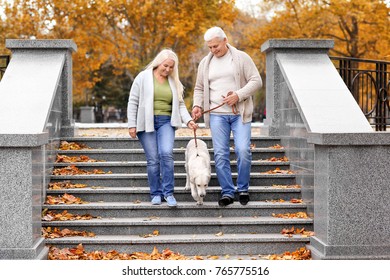 Mature Couple Walking Their Dog In Park