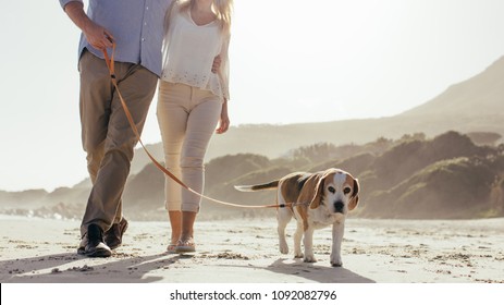 Mature Couple Walking Their Pet Dog On The Beach. Dog Walking On The Beach With Couple In Morning.