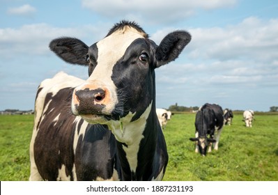 Vaca madura, blanco y negro curioso gentil mirada sorprendida, en un campo verde, cielo azul