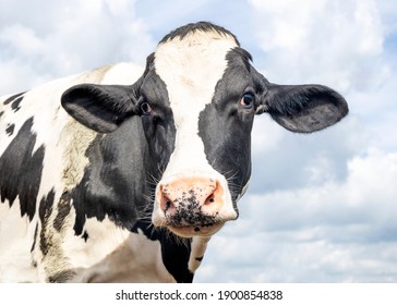 牛 正面 の写真素材 画像 写真 Shutterstock