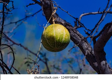 Mature Coyote Gourd, Cucurbita Palmata Hanging From A Cats Claw Acacia Tree In The Sonoran Desert. Green And Yellow Melon, Gray Branches, Blue Sky Background. Pima County, Tucson, Arizona. 2018.