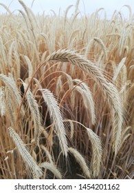 Mature Ears Of Cereal Triticale