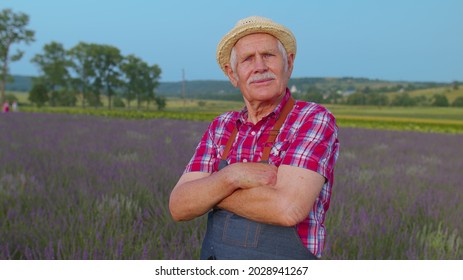 Mature Farmer Man Turning Face To Camera And Smiling In Lavender Field Meadow At Sunset. Portrait Of Senior Old Grandfather With Gray Hair, Worker Or Retiree In Plaid Shirt In Flower Herb Garden