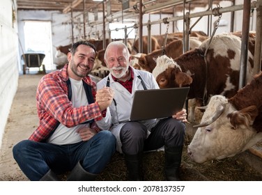 Mature farmer and senior veterinarian in white coat shaking hands beside cattle in cowshed