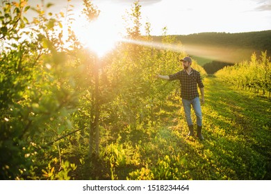 A mature farmer walking outdoors in orchard at sunset. Copy space. - Powered by Shutterstock