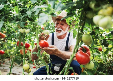 Mature farmer at work in greenhouse - Powered by Shutterstock