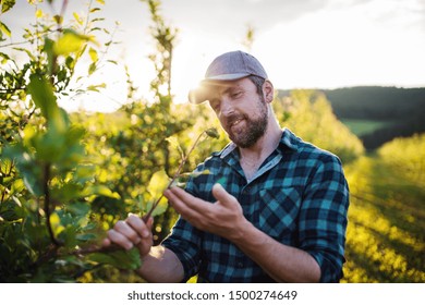 A Mature Farmer Working In Orchard At Sunset. Copy Space.