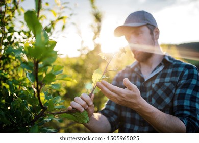 A Mature Farmer Working In Orchard At Sunset.