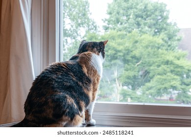 mature female calico cat sitting on table looking out 2nd story window - Powered by Shutterstock