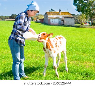 Mature Female Employee Feeding Newborn Calf On Grass Pasture