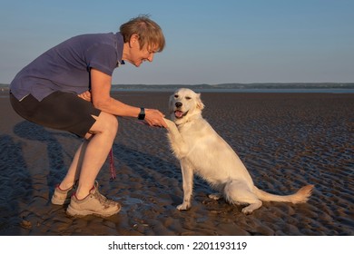 Mature Female Playing With Young Golden Retriever Dog On A Beach At Sunset