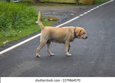 when is a labrador fully grown