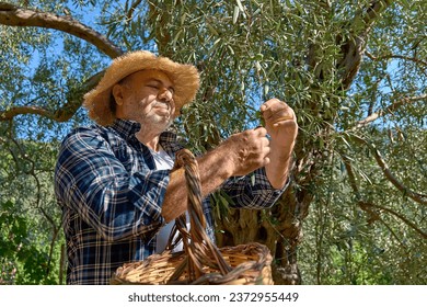 Mature gardener picking olives in olive tree garden. Harvesting in mediterranean olive grove in Sicily, Italy. - Powered by Shutterstock