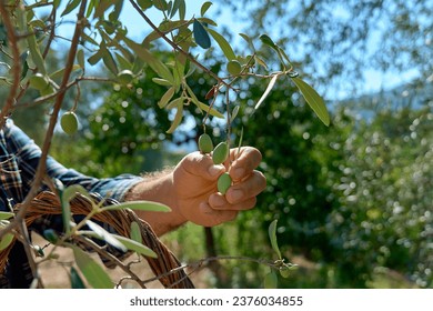 Mature gardener picking olives in olive tree garden. Harvesting in mediterranean olive grove in Sicily, Italy. - Powered by Shutterstock