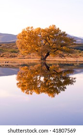 Mature golden cottonwood tree reflects off the water at Bosque del apache wildlife reserve in New Mexico.