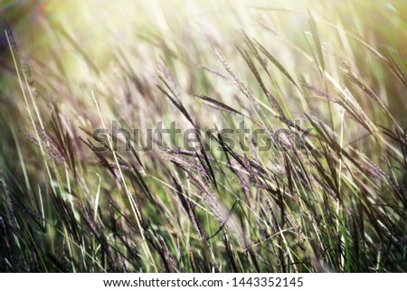 Mature grass stands, graminaceous plant, hayfield. Midsummer. Lens field technique