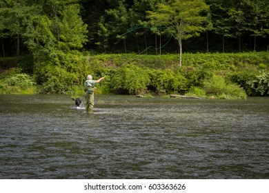 Mature Grey Hair Man Fly Fishing With Black Dog Pine Creek PA