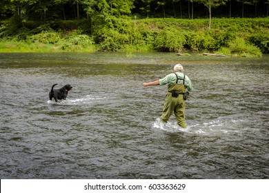 Mature Grey Hair Man Fly Fishing with black dog Pine Creek PA - Powered by Shutterstock