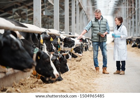 Mature head of large dairy farm with touchpad touching one of cows while consulting with veterinarian by cowshed