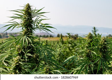 Mature Hemp Flower Cola Top with Green Leaves, Farm and Mountains in Background, Organic Cannabis Sativa Female Plant Grown in Oregon for CBD, Side View with Landscape