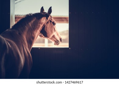 Mature Horse in a Stable Box Looking Outside of His Box Window. Equestrian Facility Theme. - Powered by Shutterstock